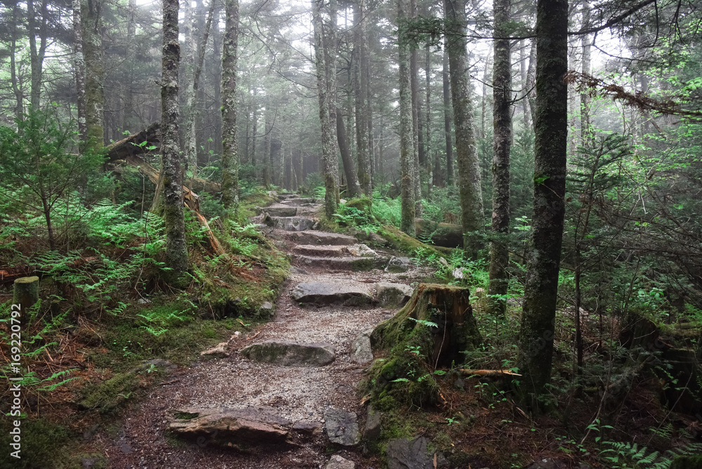 Obraz premium Foggy hike on the Deep Gap Trail, North Carolina