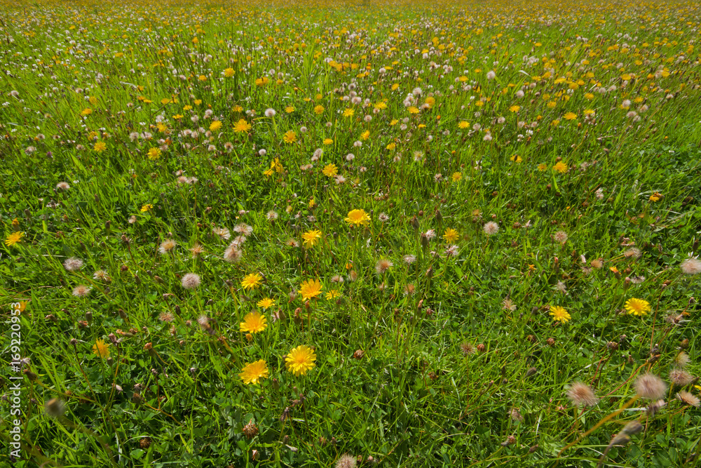 Meadow with lots of Dandelions