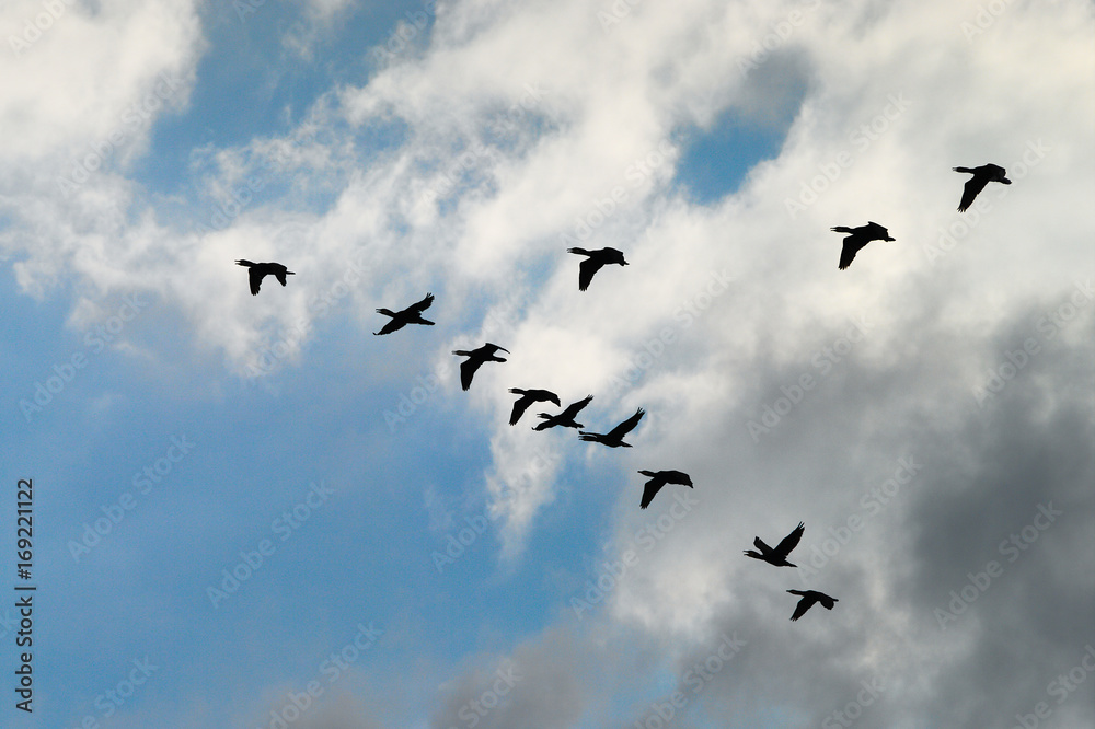 Cormorants Phalacrocorax carbo group silhouette flying high up in a V formation against the cloudy sky. Birds migration concept. Pomerania, northern Poland.