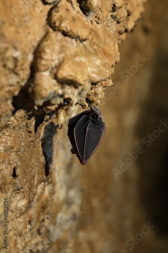Bat sleeping in the cave