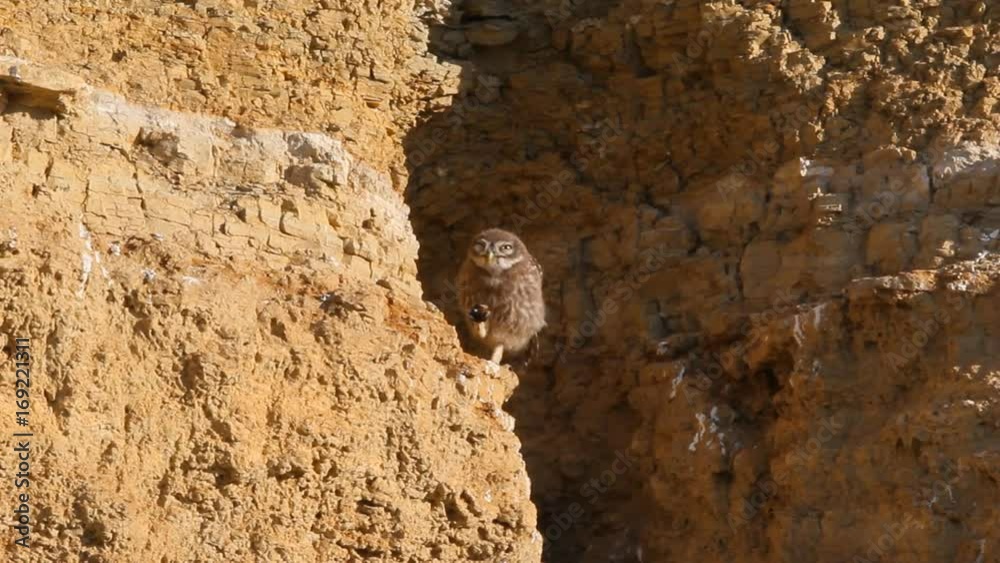 Little owl eating bug