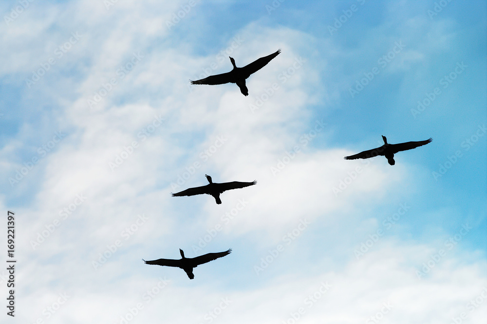 Obraz premium Cormorants Phalacrocorax carbo group silhouette flying high up in a V formation against the cloudy sky. Birds migration concept. Pomerania, northern Poland.
