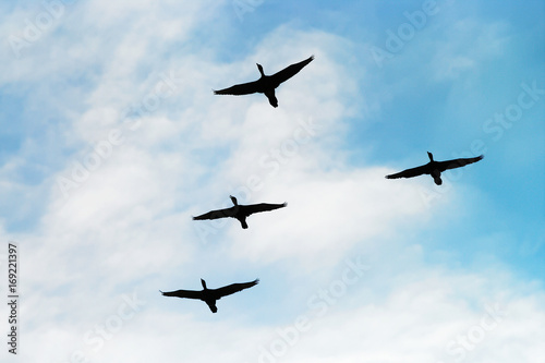 Cormorants Phalacrocorax carbo group silhouette flying high up in a V formation against the cloudy sky. Birds migration concept. Pomerania, northern Poland.