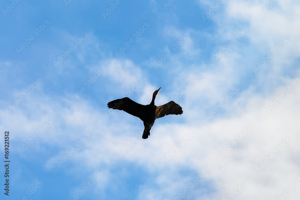 Fototapeta premium Solitary cormorant Phalacrocorax carbo bird flying up with wings spread against the blue sky and white clouds. Pomerania, northern Poland.