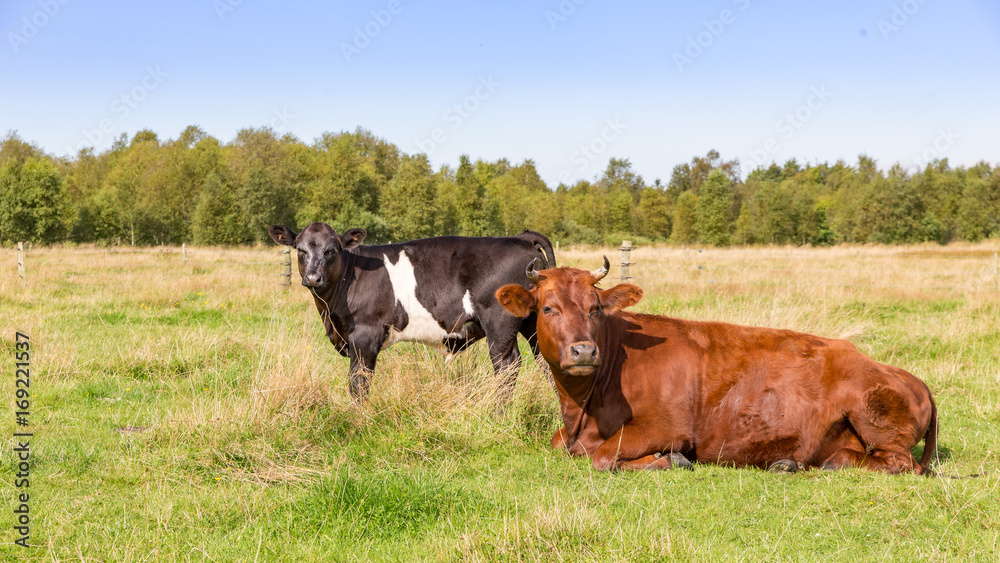 cattle on farmland