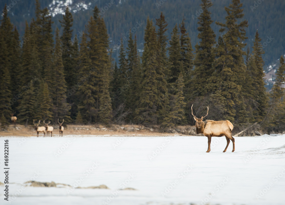 Naklejka premium Elk