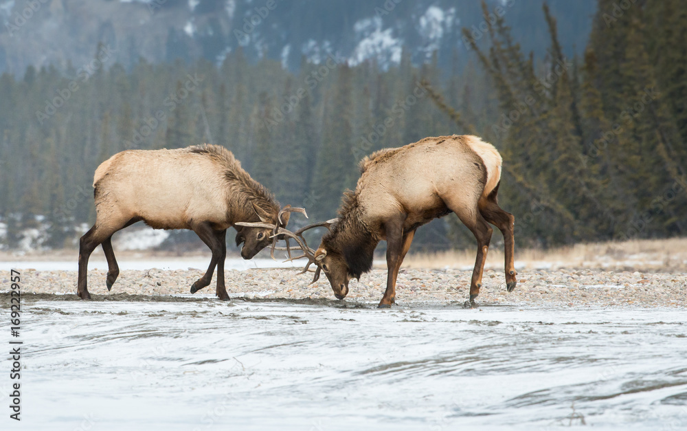 Elk Elk