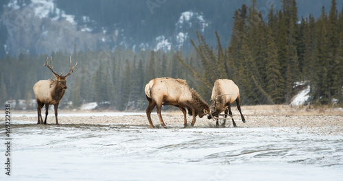 Elk