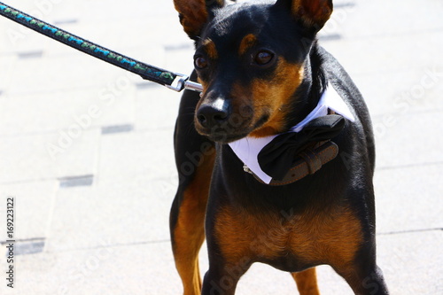 Hund mit ungebundener 