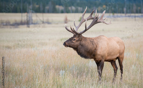 Wallpaper Mural Elk Torontodigital.ca