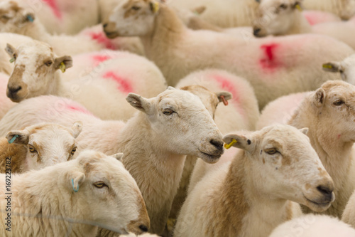 Fototapeta Naklejka Na Ścianę i Meble -  Welsh mountain sheep flock 