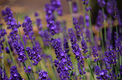violet lavender flower in the garden