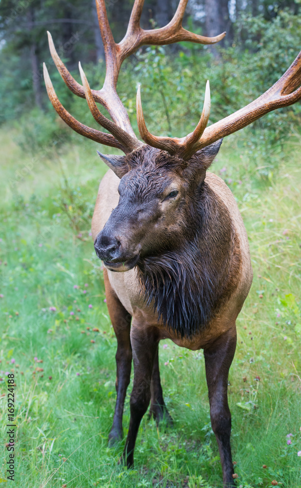 Elk