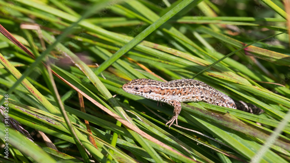Fototapeta premium common lizard