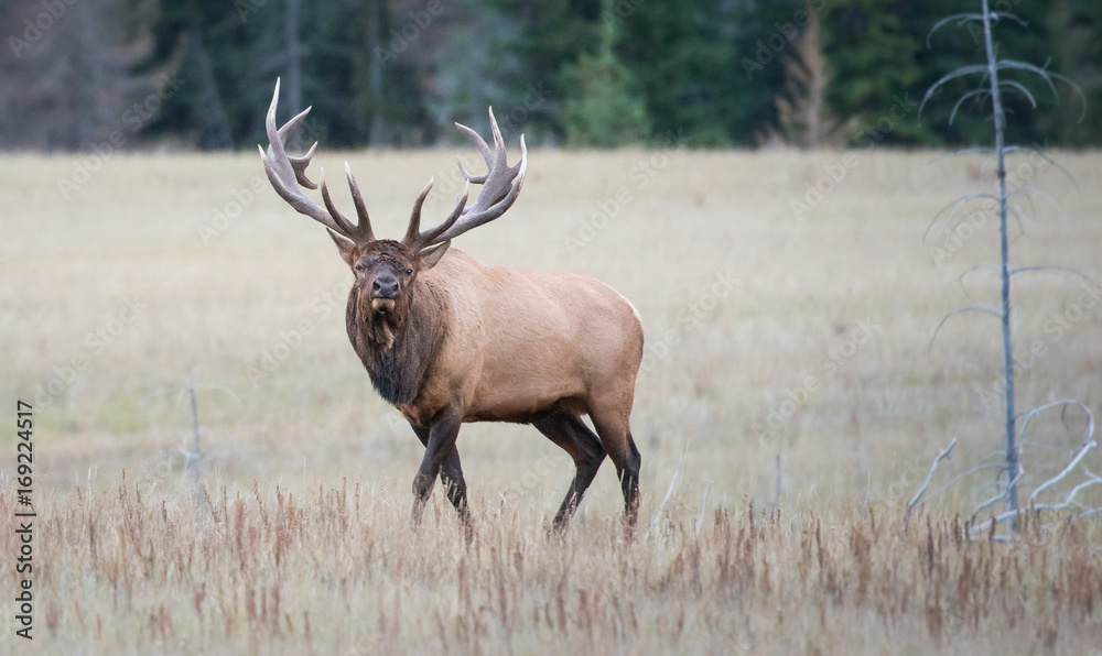 Elk Elk