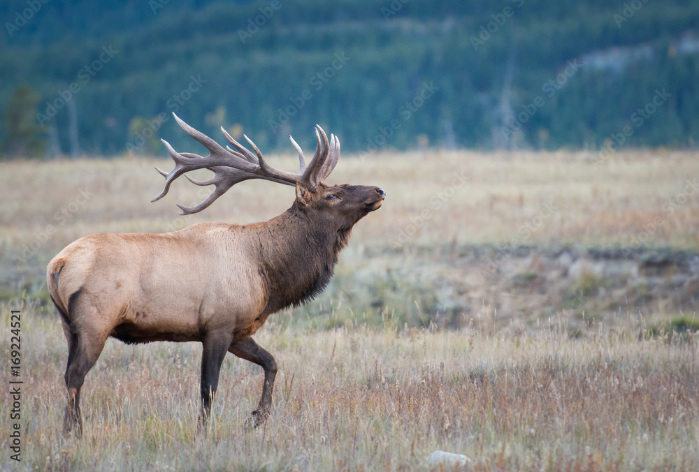 Elk