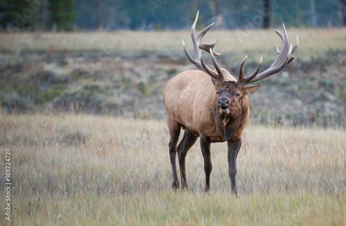 Elk