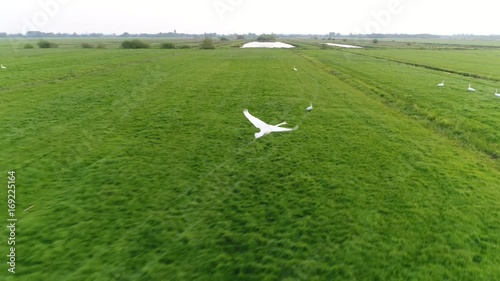 Aerial of mute swan flying over meadow swans are the largest extant members of the waterfowl family Anatidae and are among the largest flying birds and do yearly migration to warmer south 4k photo