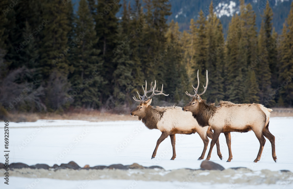 Fototapeta premium Elk