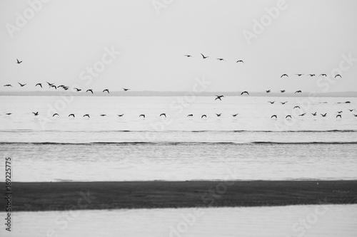 birds in flight over the sea