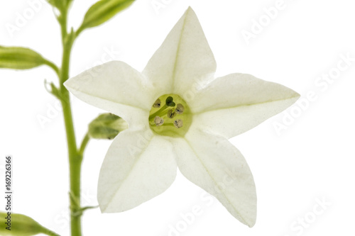 Flower of fragrant tobacco, lat. Nicotiana sanderae, isolated on white background