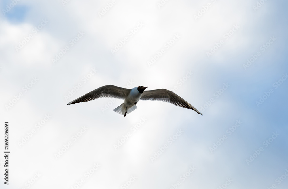 High in the sky flies a lone white gull seeking prey High in the sky flies a lone white gull seeking prey