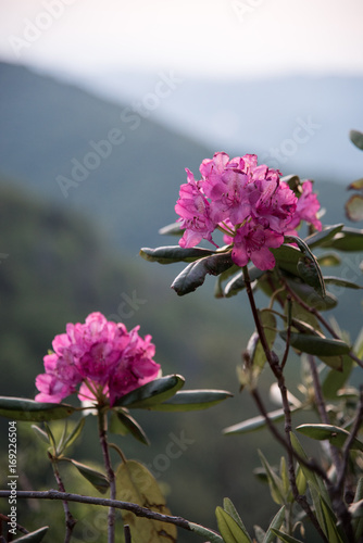 Rhododendron along the Blue Ridge Mountains