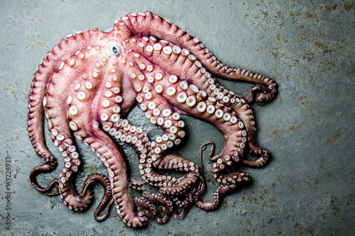 Seafood octopus. Whole fresh raw octopus on gray slate background, top view