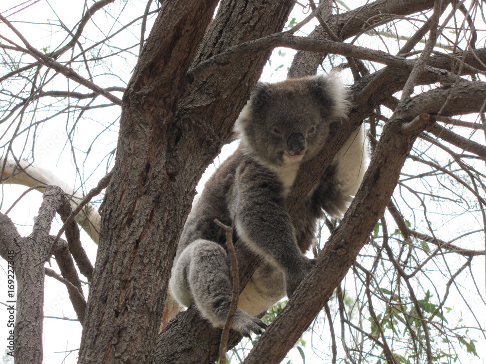 Obraz premium Koala en su ambiente natural