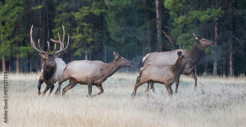 Elk