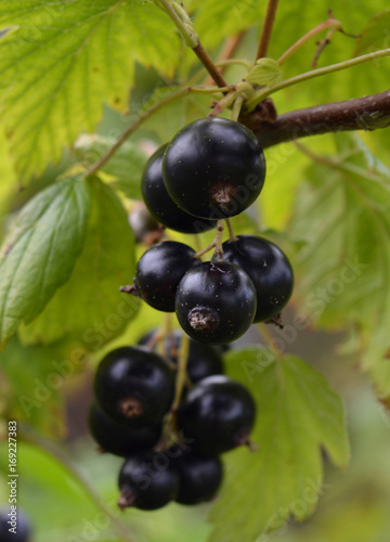 juicy fresh isolated bunch macro sweet healthy garden summer blackcurrant green nature ripe black currants berry fruit food bush leaf branch plant 