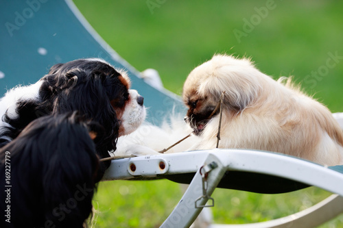 Fotografia Epagueul Tibetain mange une Branche