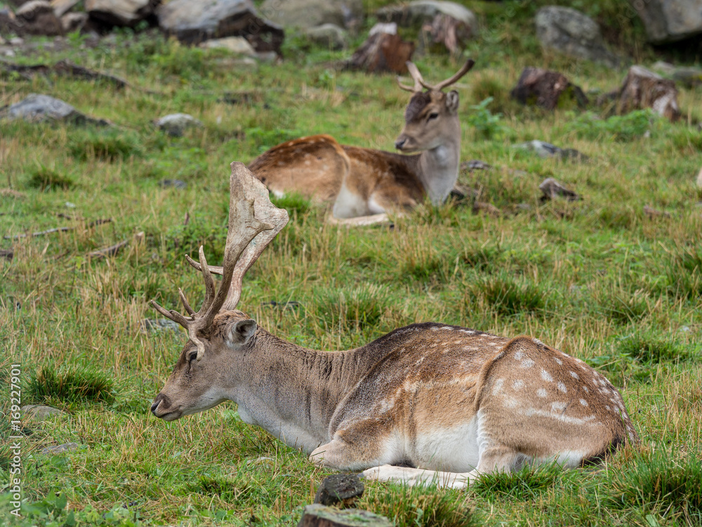 Young deer Young deer