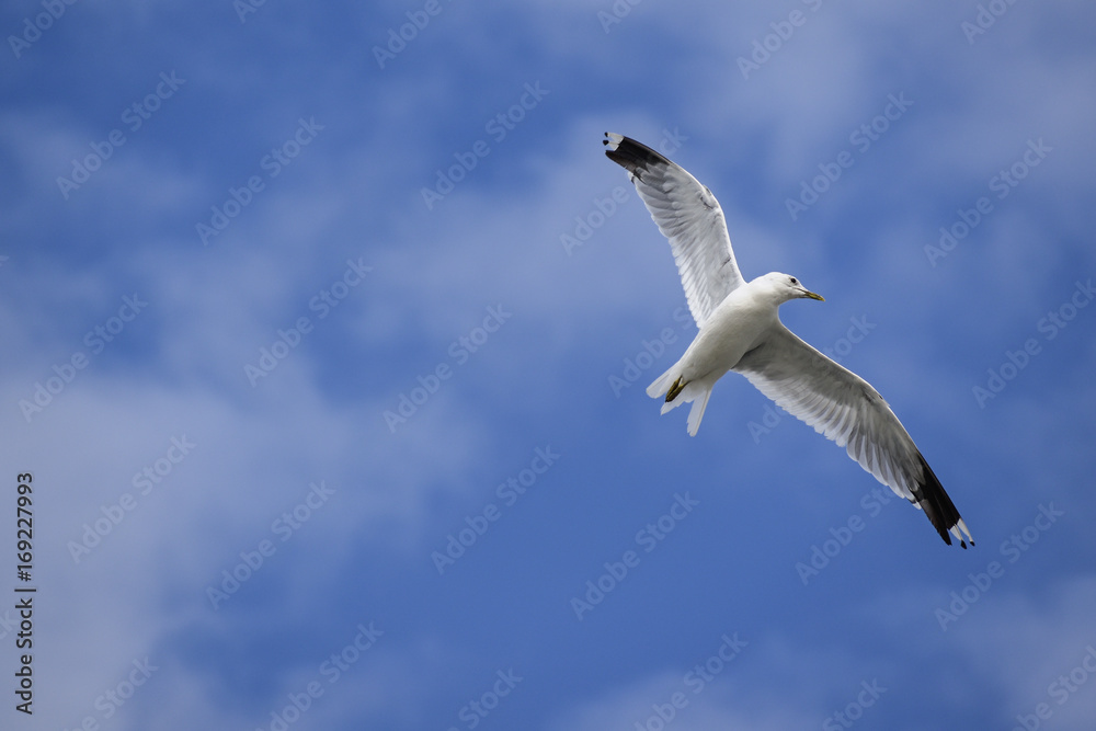 Common gull (larus canus) in flight against a blue sky with white clouds, copy space Common gull (larus canus) in flight against a blue sky with white clouds, copy space