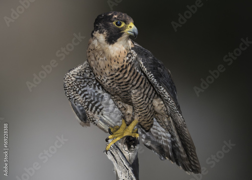 Samolepka Peregrine, Falcon (falco peregrinus) Perched and Ready to Hunt