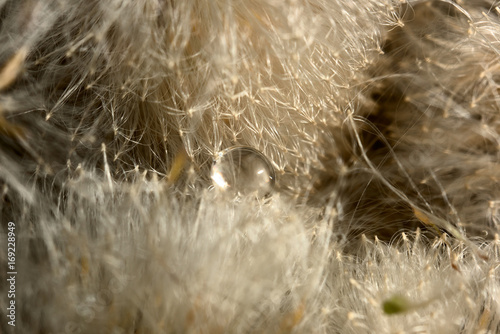 A drop of water on the texture of natural plant fibers reedmace