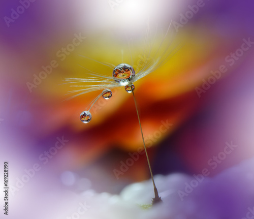Drops on Dandelion Flowers. Macro photography .Close-up Photo of Water Drops.Floral fantasy design.Amazing Background.