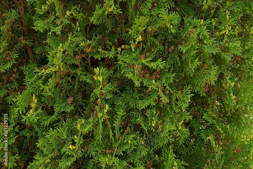 Зелёный натуральный фон из мелких хвойных веток дерева и шишками