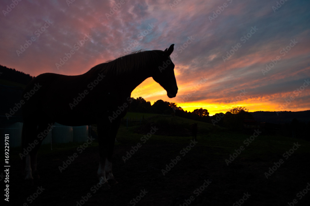 Pferd im Sunset Pferd im Sunset