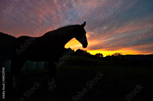 Pferd im Sunset