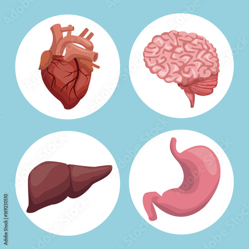 color background with circular frame organs human body vector illustration