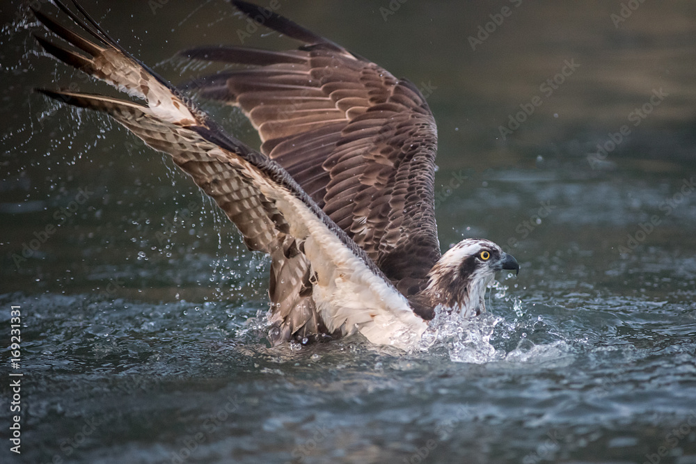 Fototapeta premium Close photograph of an osprey fishing diving into the water and half submerged