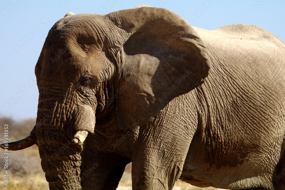 Fototapeta premium Elephant in Etosha National Park, Namibia