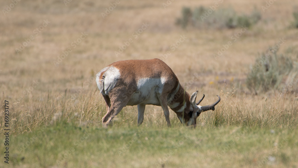 An pronghorn (antilocapra americana) male buck grazing on grassland in Yellowstone National Park, WY. An pronghorn (antilocapra americana) male buck grazing on grassland in Yellowstone National Park, WY.