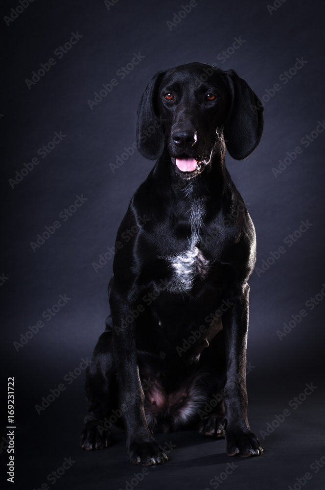 Black dog portrait