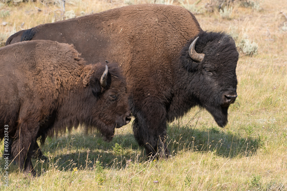 American Bison (Male and Female) in Yellowstone National Park, WY during rut season. American Bison (Male and Female) in Yellowstone National Park, WY during rut season.