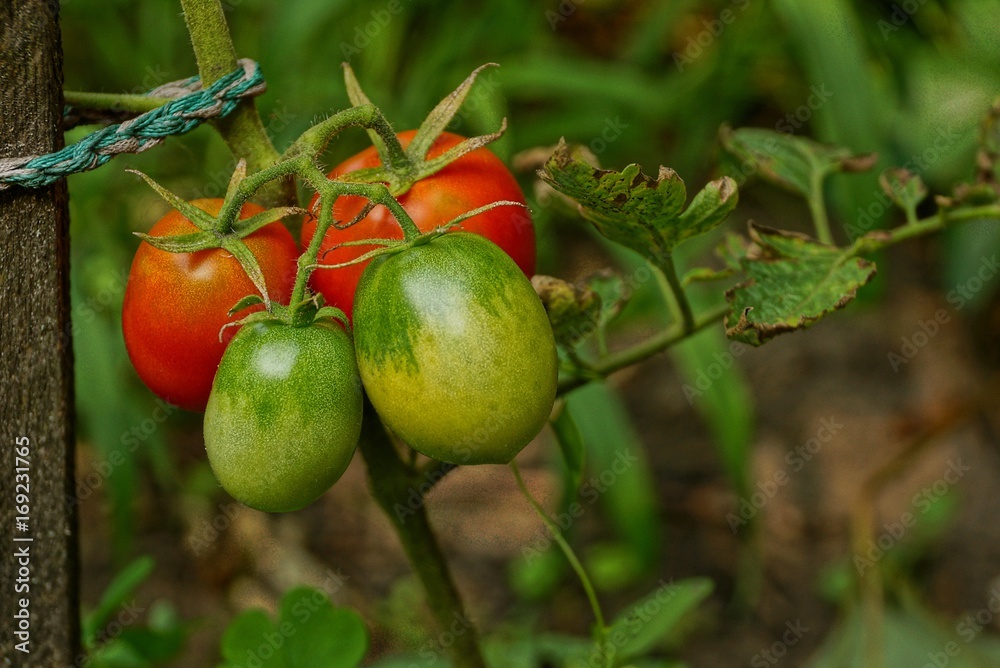 Спелые и зелёные помидоры на ветке куста