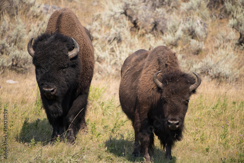 American Bison  Male and Female  in Yellowstone National Park  WY during rut season.