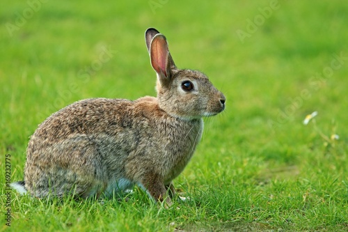 Wild rabbit sitting on grass - closeup image