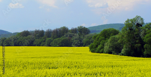 Oil seed rape